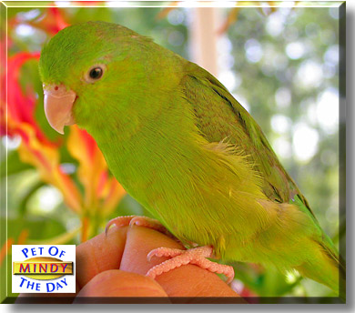 Mindy, the Pet of the Day