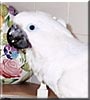Lulu the Umbrella Cockatoo