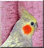 Sunny the Cinnamon pearl cockatiel