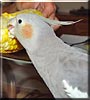 Jackie the Cockatiel