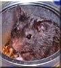 Oreo the Black Bear Hamster