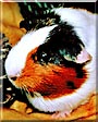 S'mores the Guinea Pig