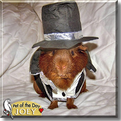 Joey, the Pet of the Day