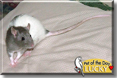 Lucky, the Pet of the Day