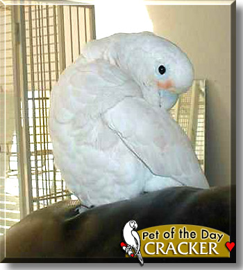Cracker, the Pet of the Day