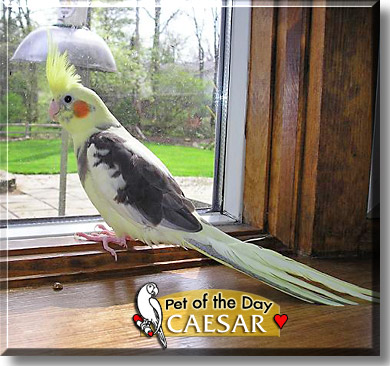 Caesar, the Pet of the Day