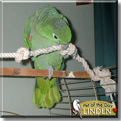 Linden, the Pet of the Day