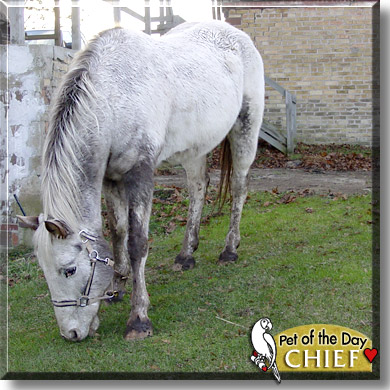 Chief, the Pet of the Day