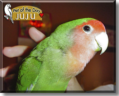 Juju, the Pet of the Day
