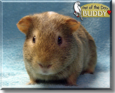 Buddy, the Pet of the Day
