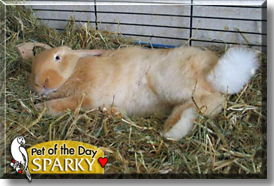 Sparky, the Pet of the Day