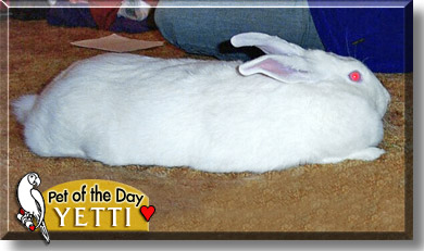 Yetti, the Pet of the Day