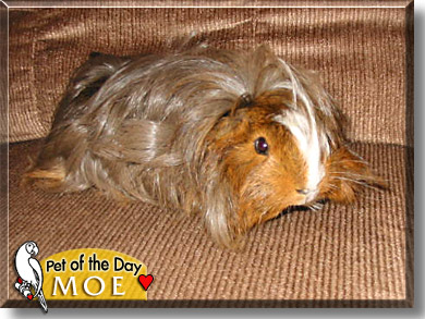 Moe, the Pet of the Day