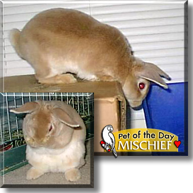 Mischief, the Pet of the Day