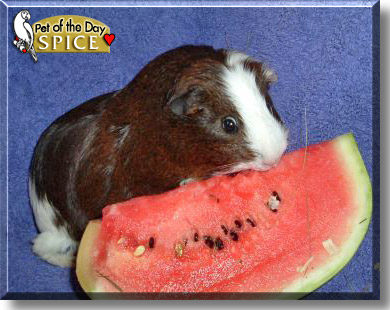 Spice, the Pet of the Day