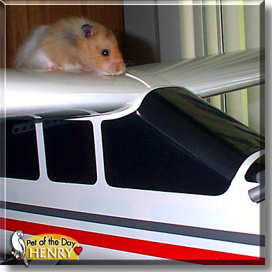 Henry, the Pet of the Day