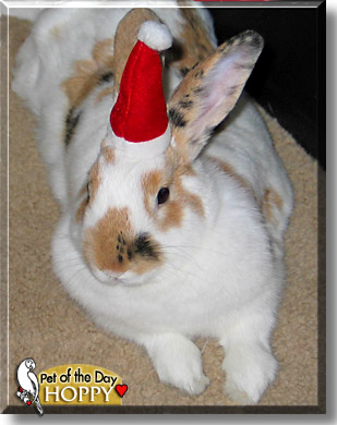 Hoppy, the Pet of the Day