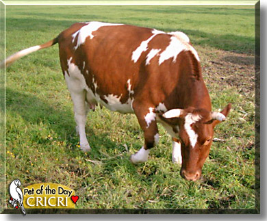 Cricri, the Pet of the Day