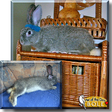 Bole, the Pet of the Day