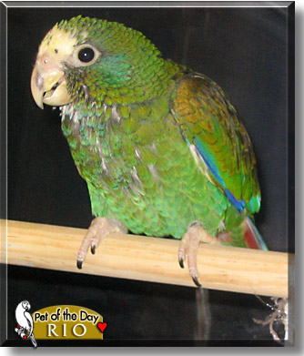 Rio, the Pet of the Day