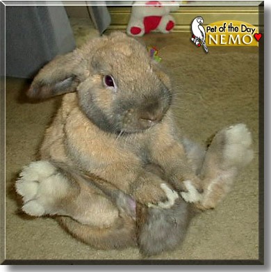 Nemo, the Pet of the Day