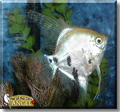 Angel, the Pet of the Day