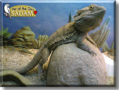 Sadam, the Pet of the Day