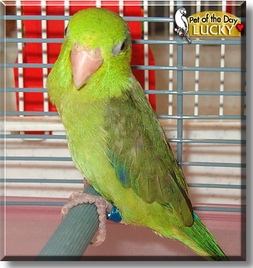 Lucky, the Pet of the Day