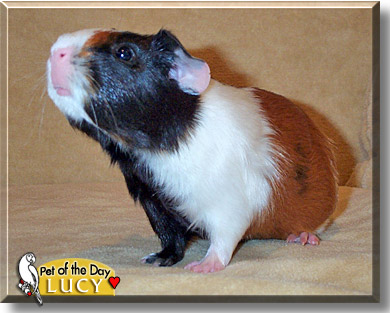 Lucy, the Pet of the Day