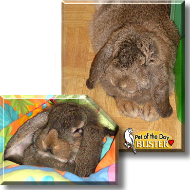 Buster, the Pet of the Day