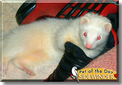 Sidewinder, the Pet of the Day