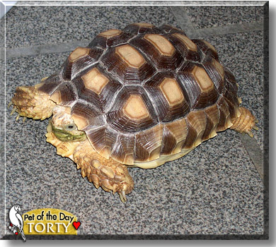 Torty, the Pet of the Day