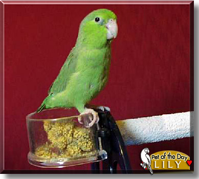 Lily, the Pet of the Day