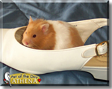 Athena, the Pet of the Day