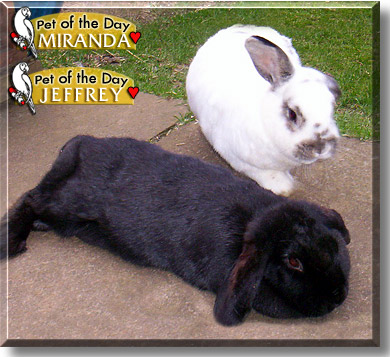 Jeffrey, Miranda, the Pet of the Day