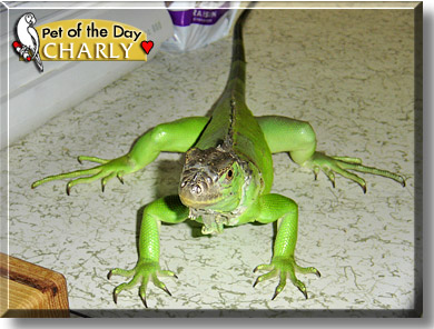 Charly, the Pet of the Day