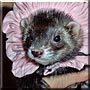 Teencie the Black Sable Ferret