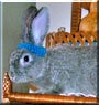 Bole the Rabbit