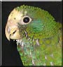 Rio the White capped pionus