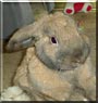 Nemo the Lop Rabbit