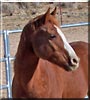 Spyder the Arabian Horse