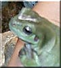 Ribs the White's Tree Frog