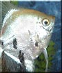 Angel the Angel Fish