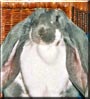Jenny the English Lop Rabbit