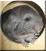 Grimm the Chinchilla