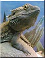 Sadam the Bearded Dragon