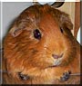 Butterscotch the Agouti mix Guinea Pig