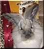Oliver the Lionhead Rabbit