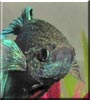 Elijah Blu the Betta splenden