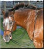 Rebel the Appaloosa Horse